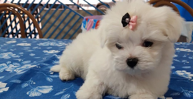 Foto da reportagem Suspeita de golpe na venda de filhotes de cachorro mobiliza vítimas na região do Pinheirinho